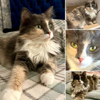 Mama (courtesy listing,bonded to Luna) -  Tortoiseshell Cat for Adoption in Myrtle Beach, South Carolina - Mama (courtesy Listing,bonded To Luna) | PetCurious