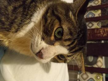 Rescue Maine Coon and Domestic Short Hair Cats for Adoption in Fort Wayne, Indiana - Stan Lee | PetCurious