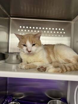 SHERE KHAN -  Domestic Short Hair Cat for Adoption in St. Peters, Missouri - SHERE KHAN | PetCurious