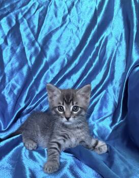 MICAH -  Domestic Short Hair Cat for Adoption in Rowland Heights, California - MICAH | PetCurious