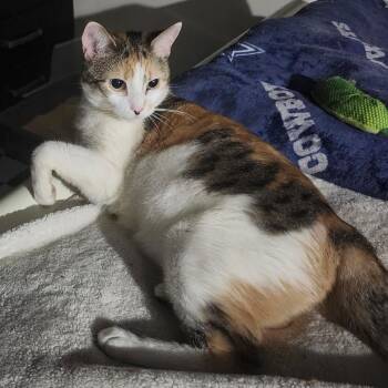 Domestic Short Hair Cats Available for Adoption - Baby Doll B. - BFF | PetCurious