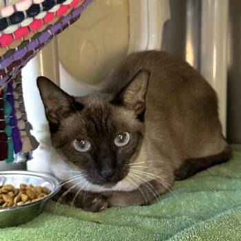 Diana -  Domestic Short Hair and Siamese Cat for Adoption in Austin, Texas - Diana | PetCurious