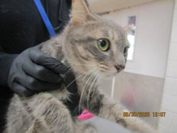 Stormy(625) -  Domestic Short Hair Cat for Adoption in Marietta, Georgia - Stormy(625) | PetCurious