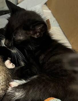 Bookmark -  Domestic Short Hair Cat for Adoption in Roseville, California - Bookmark | PetCurious