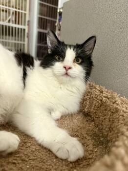 Rescue Domestic Medium Hair Cats for Adoption in Sacramento, California - Georgette | PetCurious