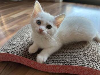 Aria -  Domestic Short Hair Cat for Adoption in Ephrata, Washington - Aria | PetCurious