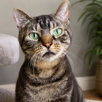 Stormi -  Domestic Short Hair Cat for Adoption in Hopkinton, Massachusetts - Stormi | PetCurious
