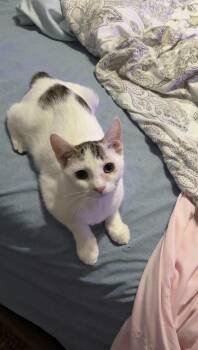 Radish -  Manx and Domestic Short Hair Cat for Adoption in Cosby, Tennessee - Radish | PetCurious