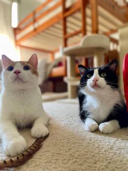 Domestic Short Hair Cats Available for Adoption in Minneapolis, Minnesota - Gus / Clark Kent | PetCurious