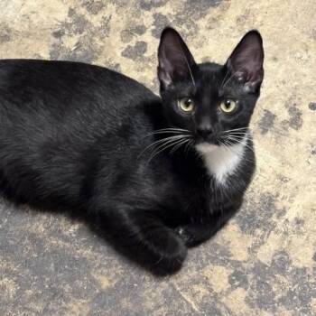 Rocket -  Domestic Short Hair Cat for Adoption in Houston, Texas - Rocket | PetCurious