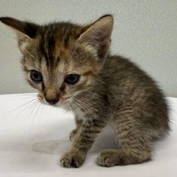 Zella -  Domestic Short Hair Cat for Adoption in Tampa, Florida - Zella | PetCurious