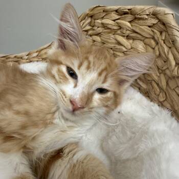 Apricot -  Domestic Medium Hair Cat for Adoption in Mount Rainier, Maryland - Apricot | PetCurious
