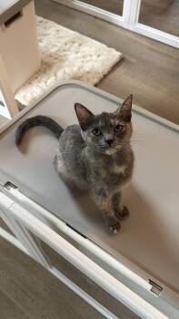 Cupcake -  Domestic Short Hair Cat for Adoption in Greensboro, North Carolina - Cupcake | PetCurious
