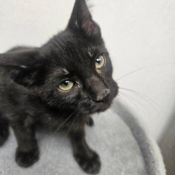 Joey -  Domestic Short Hair Cat for Adoption in Grantsville, Utah - Joey | PetCurious