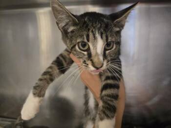HELIOS -  Domestic Short Hair Cat for Adoption in Hagerstown, Maryland - HELIOS | PetCurious