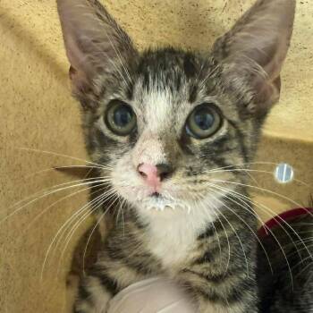 Beth 26-07-099 -  Domestic Short Hair Cat for Adoption in Bastrop, Texas - Beth 26-07-099 | PetCurious