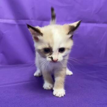Princess Diana -  Siamese Cat Available for Adoption in North Myrtle Beach, South Carolina - Princess Diana | PetCurious