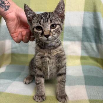 Clover -  Domestic Short Hair Cat for Adoption in West Point, Mississippi - Clover | PetCurious
