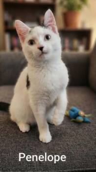 Penelope -  Domestic Short Hair Cat for Adoption in Wyandotte, Michigan - Penelope | PetCurious