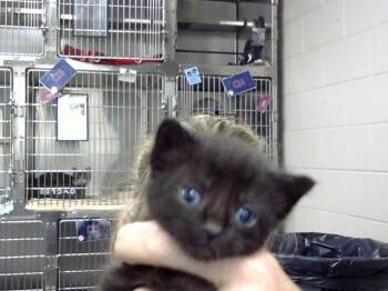 A185494 -  Domestic Short Hair Cat for Adoption in Pasadena, Texas - A185494 | PetCurious