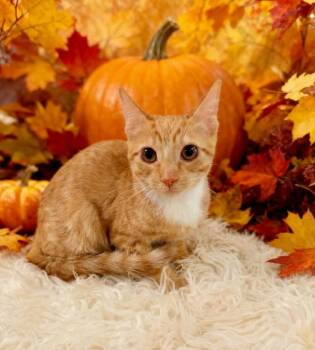 Agnes -  Domestic Short Hair Cat for Adoption in Tehachapi, California - Agnes | PetCurious