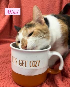 MIMI -  Calico Cat for Adoption in Pegram, Tennessee - MIMI | PetCurious