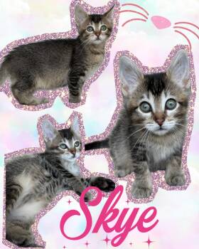 Skye -  Tabby Cat for Adoption in Pasco, Washington - Skye | PetCurious