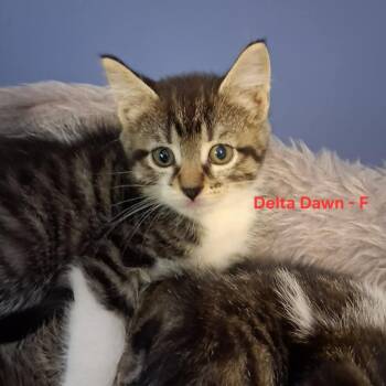 Delta Dawn C12389 -  Domestic Short Hair Cat for Adoption - Delta Dawn C12389 | PetCurious