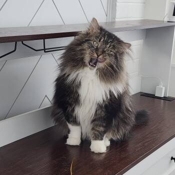 Tabby and Domestic Long Hair Cats Available for Adoption in Cottonwood Heights, Utah - Gonzo | PetCurious