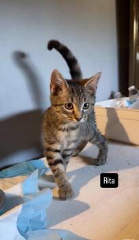 Rita -  Tabby Cat for Adoption in Gardena, California - Rita | PetCurious
