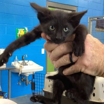 Rudy -  Domestic Short Hair Cat for Adoption in Montgomery, Alabama - Rudy | PetCurious