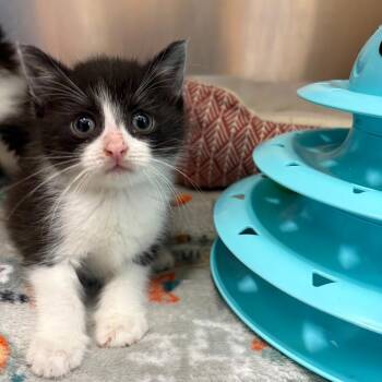 26-282 Dennis -  Domestic Medium Hair Cat for Adoption in North Branford, Connecticut - 26-282 Dennis | PetCurious