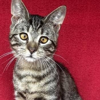 Domestic Short Hair Cats Available for Adoption in Concord, New Hampshire - Dexter | PetCurious