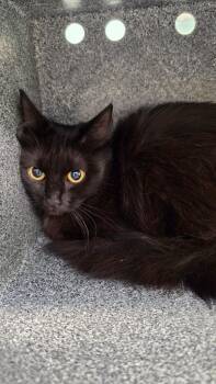Shush -  Domestic Long Hair Cat for Adoption in Athens, Tennessee - Shush | PetCurious