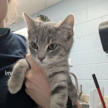 Lemon Ginger -  Domestic Short Hair Cat for Adoption in Indianapolis, Indiana - Lemon Ginger | PetCurious