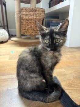 Peppa -  Domestic Short Hair Cat for Adoption in Missoula, Montana - Peppa | PetCurious