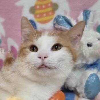 Rescue Domestic Short Hair Cats for Adoption in Merrifield, Virginia - Walter Berkeley | PetCurious