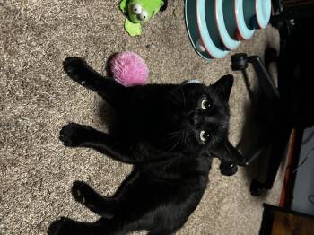 Rescue Domestic Short Hair Cats for Adoption in Fitchburg, Massachusetts - Tom Cat Aka Apollo | PetCurious