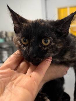 Cala Lilly 26 -  Tortoiseshell Cat for Adoption in Brookhaven, Mississippi - Cala Lilly 26 | PetCurious