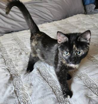 Rescue Tortoiseshell Cats for Adoption in Fresno, California - Daenerys | PetCurious