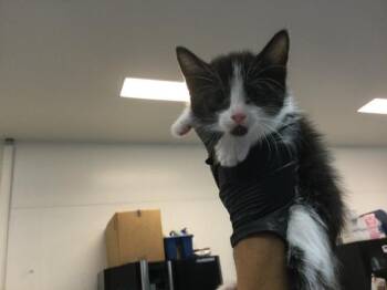 A1935334 -  Domestic Short Hair Cat for Adoption in Thousand Palms, California - A1935334 | PetCurious