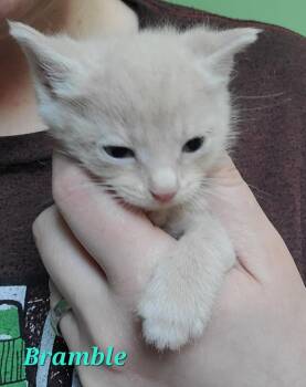 Bramble -  Domestic Short Hair Cat for Adoption in Portland, Indiana - Bramble | PetCurious