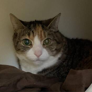 KiKi -  Domestic Medium Hair Cat for Adoption in Philadelphia, Pennsylvania - KiKi | PetCurious
