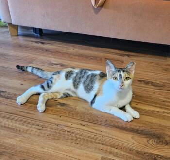 Rescue Domestic Short Hair Cats for Adoption in Warner Robins, Georgia - Piper | PetCurious