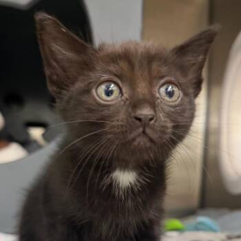 Guess -  Domestic Short Hair Cat for Adoption in West Palm Beach, Florida - Guess | PetCurious