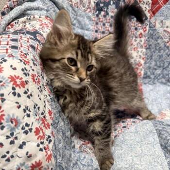 Petal -  Domestic Short Hair Cat for Adoption in Smithville, Tennessee - Petal | PetCurious
