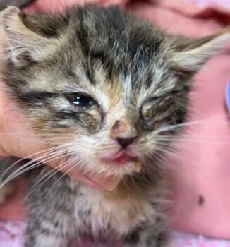 Domestic Short Hair Cats Available for Adoption in Elizabethton, Tennessee - CATZILLA | PetCurious