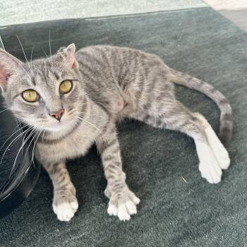 Domestic Short Hair Cats Available for Adoption - Crinkle | PetCurious