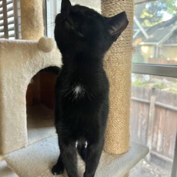A-FRAME -  Domestic Short Hair Cat for Adoption in Olmos Park, Texas - A-FRAME | PetCurious