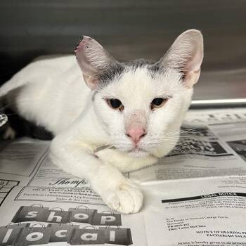Domestic Short Hair Cats Available for Adoption in Pauls Valley, Oklahoma - Popclaw | PetCurious